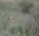 393 - LINOTTE MELODIEUSE 01 - RONDEL BRIGITTE - france <div : oiseaux